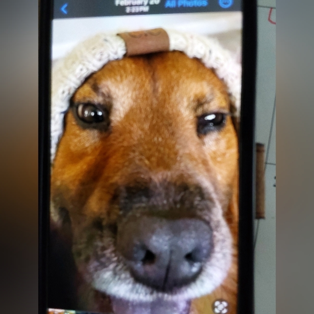 Cozy Brown Dog Hat